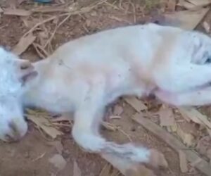 Sefwi Wenchi Community in Shock as Two-Headed Lamb Born