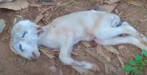 You are currently viewing Sefwi Wenchi Community in Shock as Two-Headed Lamb Born
